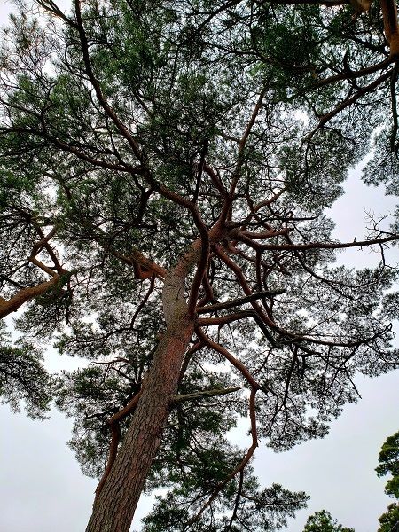 f:id:morigadaisuki:20210710162028j:plain