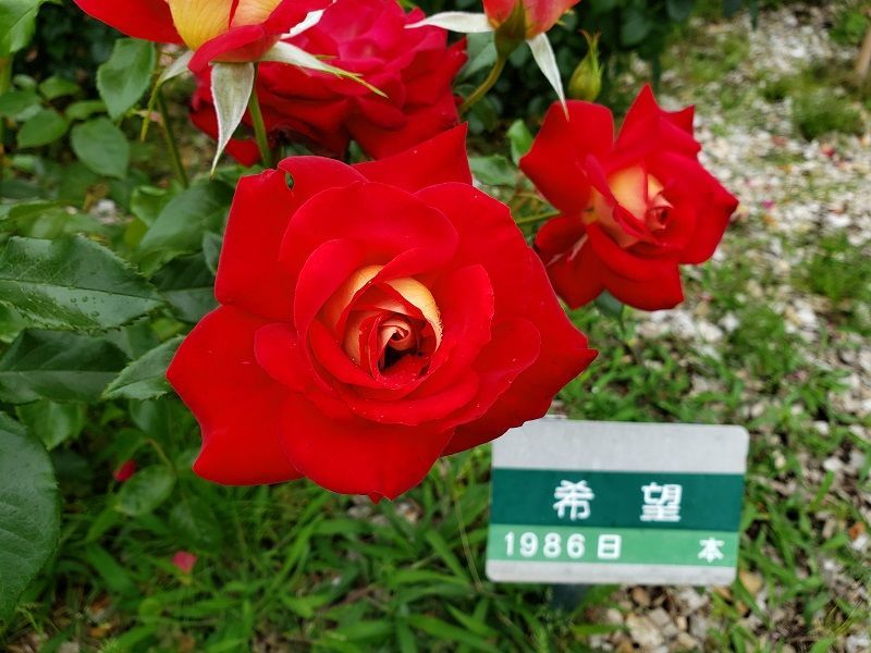 f:id:morigadaisuki:20210714212535j:plain