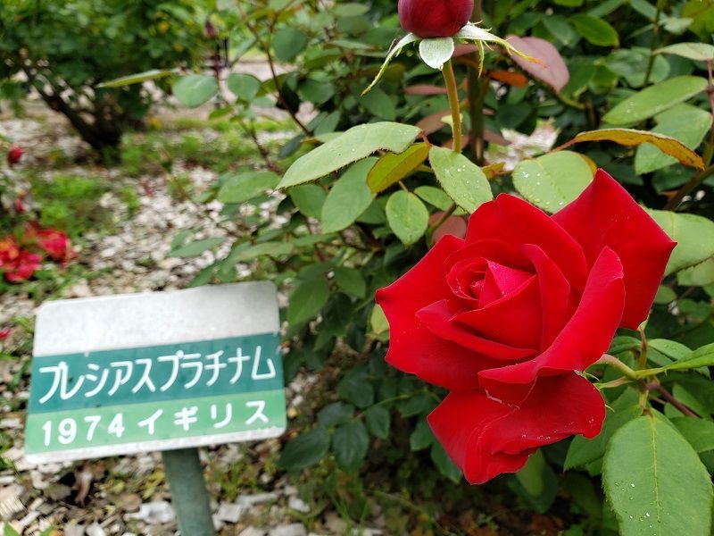 f:id:morigadaisuki:20210714212538j:plain