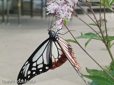 f:id:morihou:20120910080629j:image
