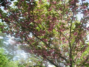 20080504_085017