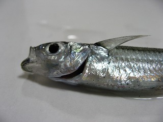 20110108_215038_canon_ixy_digital_8