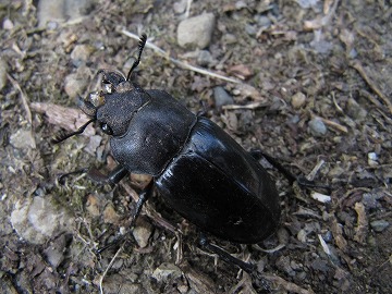 20120731_081053_canon_powershot_sx2