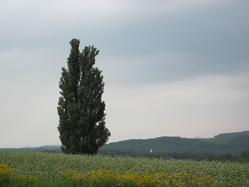 20120731_132526_canon_ixy_200f