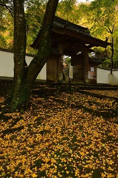 20151115_095759_nikon_d3200
