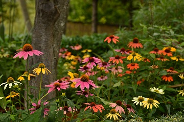 20160716_151039_nikon_d3200 20160716_151039_nikon_d3200