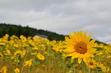 20160725_054136_nikon_d3200