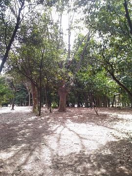 20170318_121009_asus_z00ed