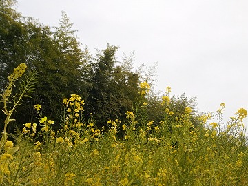 20170318_123313_asus_z00ed