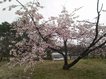 20170318_134405_asus_z00ed