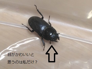 20170520_053934_asus_z00ed 20170520_053934_asus_z00ed