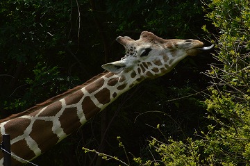 20170606_105553_nikon_d3200_0001