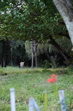 20170929_161615_nikon_d3200