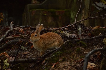 20171028_114956_nikon_d3200