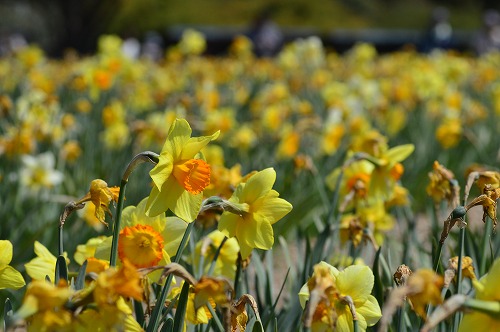 20190413_132018_nikon-d3200