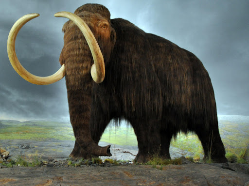 【α版】ウォーマンモス　war mammoth War Mammoth (Fifth Edition) | Magic: The Gathering