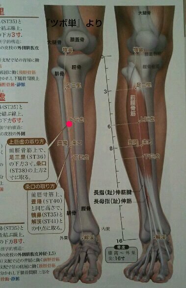 ST37 上巨虚(虚巨上廉)/じょうこきょ - ツボケアネタblog