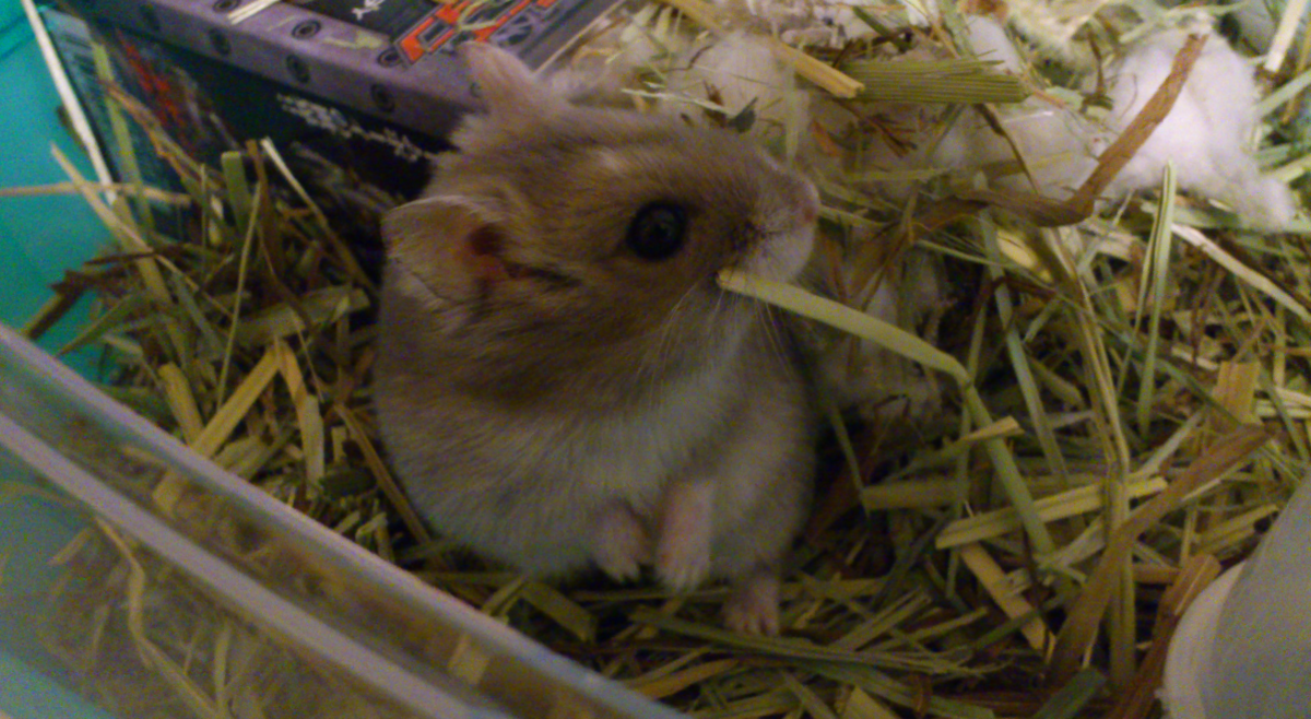 f:id:morikicompany:20200516163929p:plain f:id:morikicompany:20200516163929p:plain