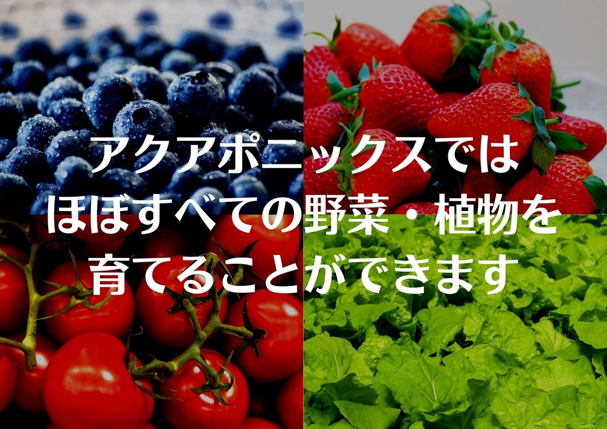 アクアポニックスで育てられる野菜の一例