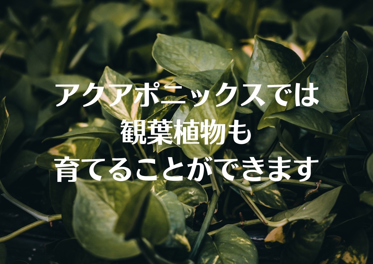 アクアポニックスで育てられる観葉植物