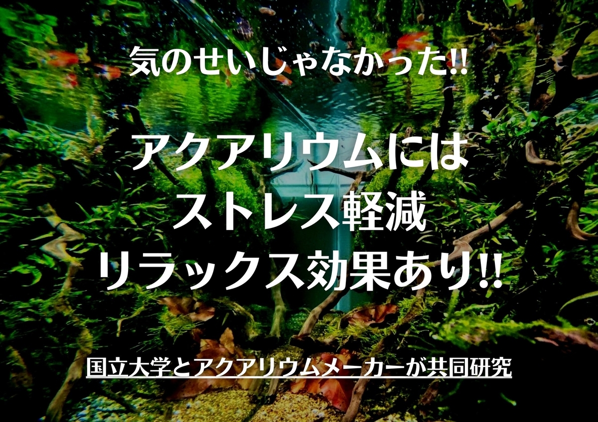 アクアリウム,ストレス軽減,リラックス効果