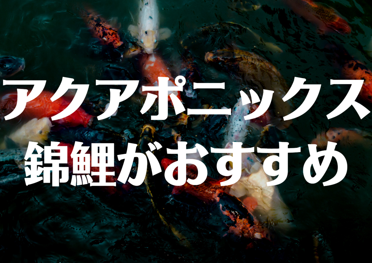 アクアポニックスに錦鯉がおすすめです。