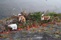 20131231082028