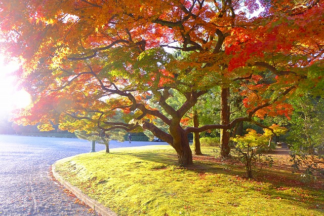 f:id:morimori928:20161124085512j:plain