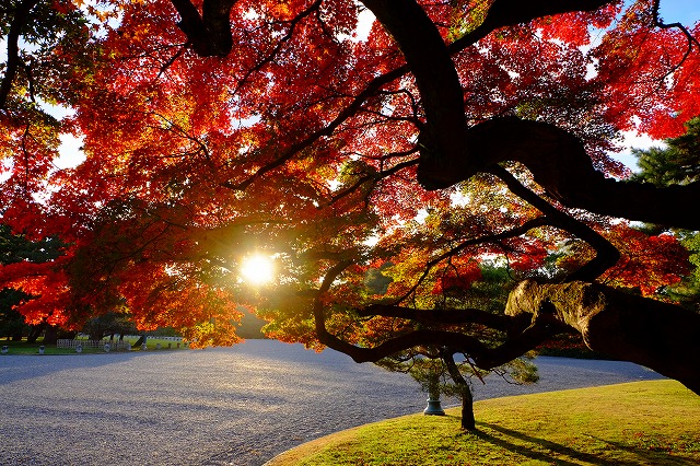 f:id:morimori928:20161124085605j:plain