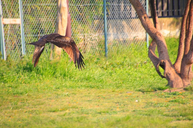 f:id:morimori928:20170614083859j:plain