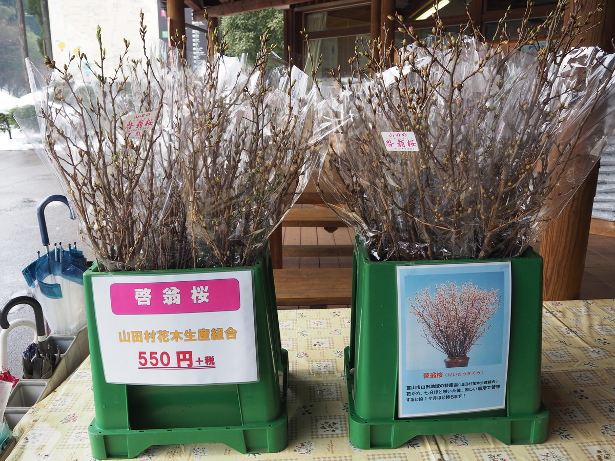 春を先取り 啓翁桜 もりもりハウス通信