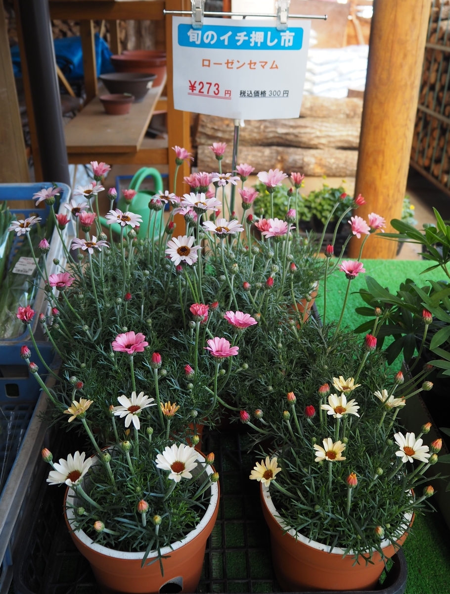 ローゼンセマムとルピナス もりもりハウス通信