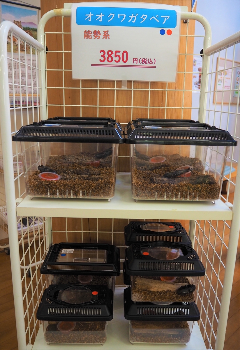 オオクワガタ能勢YG血統！！ - もりもりハウス通信