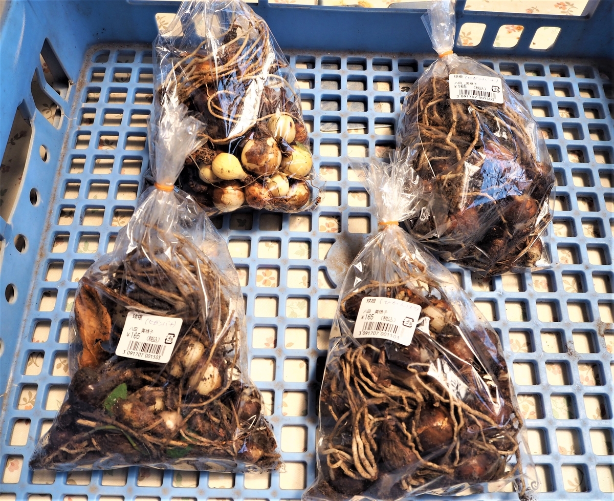 彼岸花の球根 もりもりハウス通信