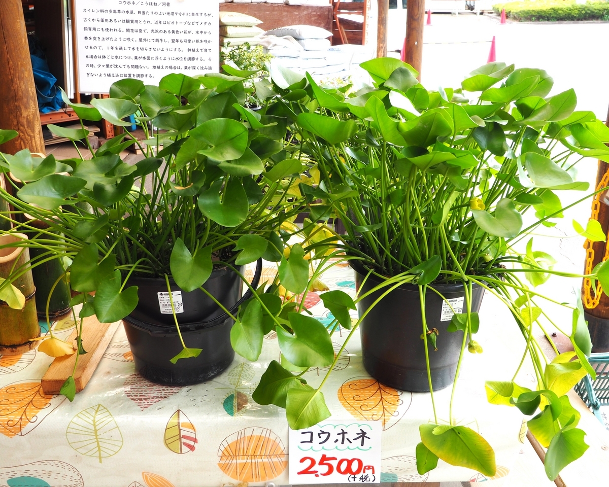 河骨(コウホネ)！！ - もりもりハウス通信