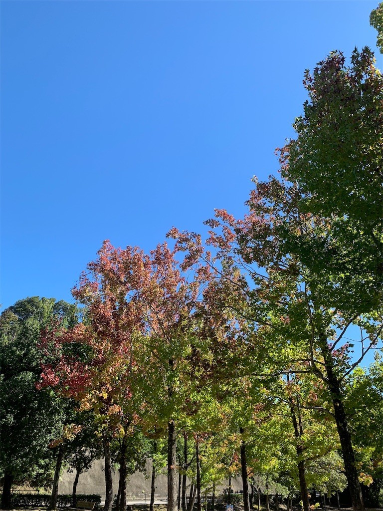 f:id:morimoto77:20191013230122j:image f:id:morimoto77:20191013230122j:image