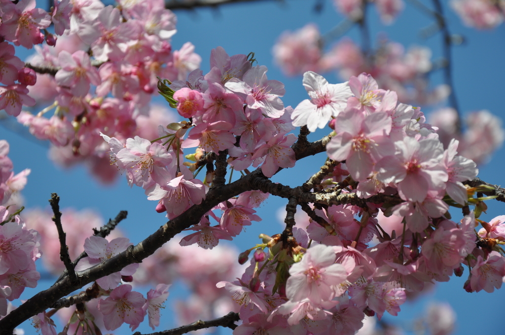 f:id:morinikakuse:20190224005046j:plain f:id:morinikakuse:20190224005046j:plain