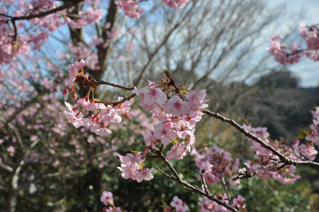 f:id:morinikakuse:20190224005052j:plain f:id:morinikakuse:20190224005052j:plain