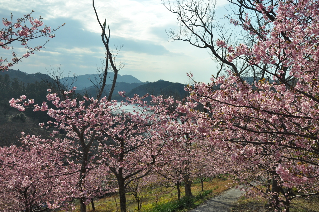 f:id:morinikakuse:20190224005057j:plain f:id:morinikakuse:20190224005057j:plain