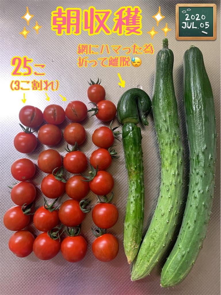 f:id:morinobanana:20200821205002j:image f:id:morinobanana:20200821205002j:image