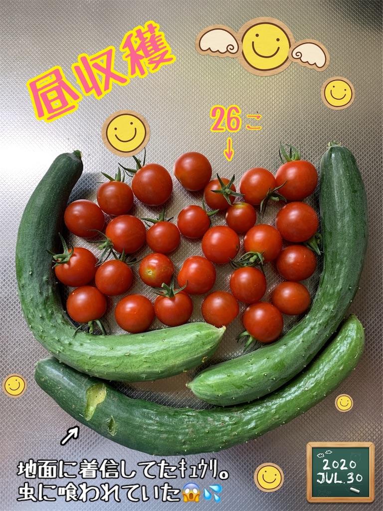 f:id:morinobanana:20200821210719j:image f:id:morinobanana:20200821210719j:image