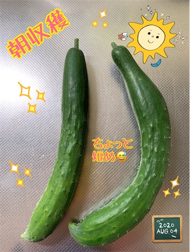 f:id:morinobanana:20200901235318j:image f:id:morinobanana:20200901235318j:image