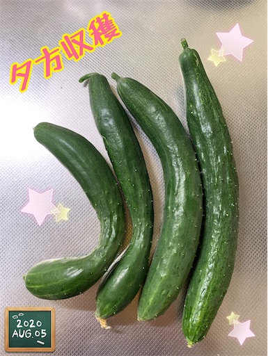 f:id:morinobanana:20200901235328j:image f:id:morinobanana:20200901235328j:image