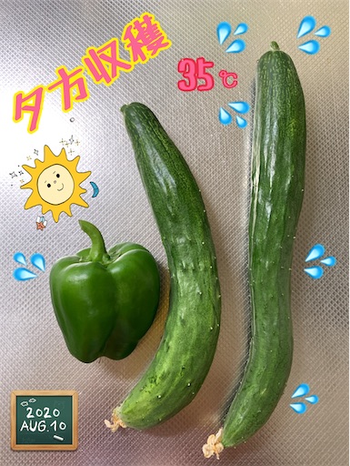 f:id:morinobanana:20200901235359j:image f:id:morinobanana:20200901235359j:image