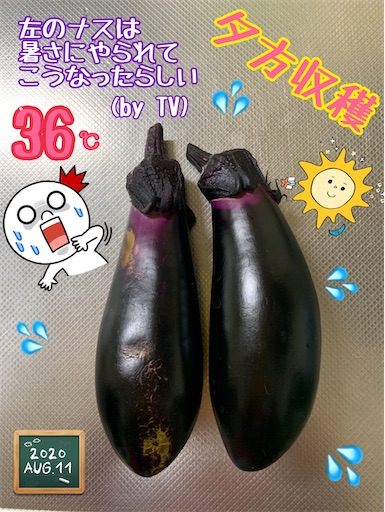 f:id:morinobanana:20200901235850j:image f:id:morinobanana:20200901235850j:image