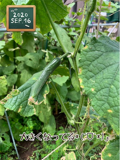 f:id:morinobanana:20200916125448j:image f:id:morinobanana:20200916125448j:image