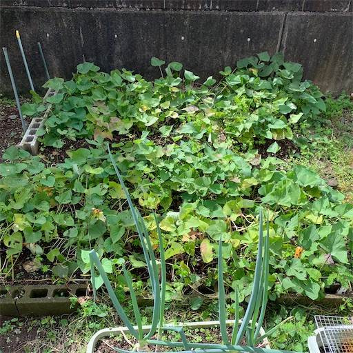 f:id:morinobanana:20201011234525j:image f:id:morinobanana:20201011234525j:image