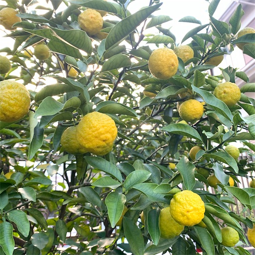 f:id:morinobanana:20201026183507j:image f:id:morinobanana:20201026183507j:image