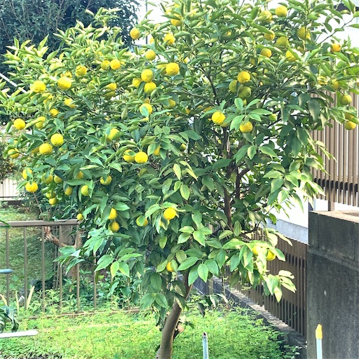 f:id:morinobanana:20201026183510j:image f:id:morinobanana:20201026183510j:image