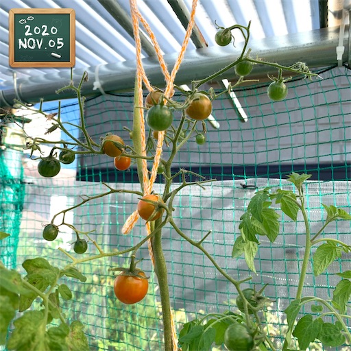 f:id:morinobanana:20201106144250j:image f:id:morinobanana:20201106144250j:image
